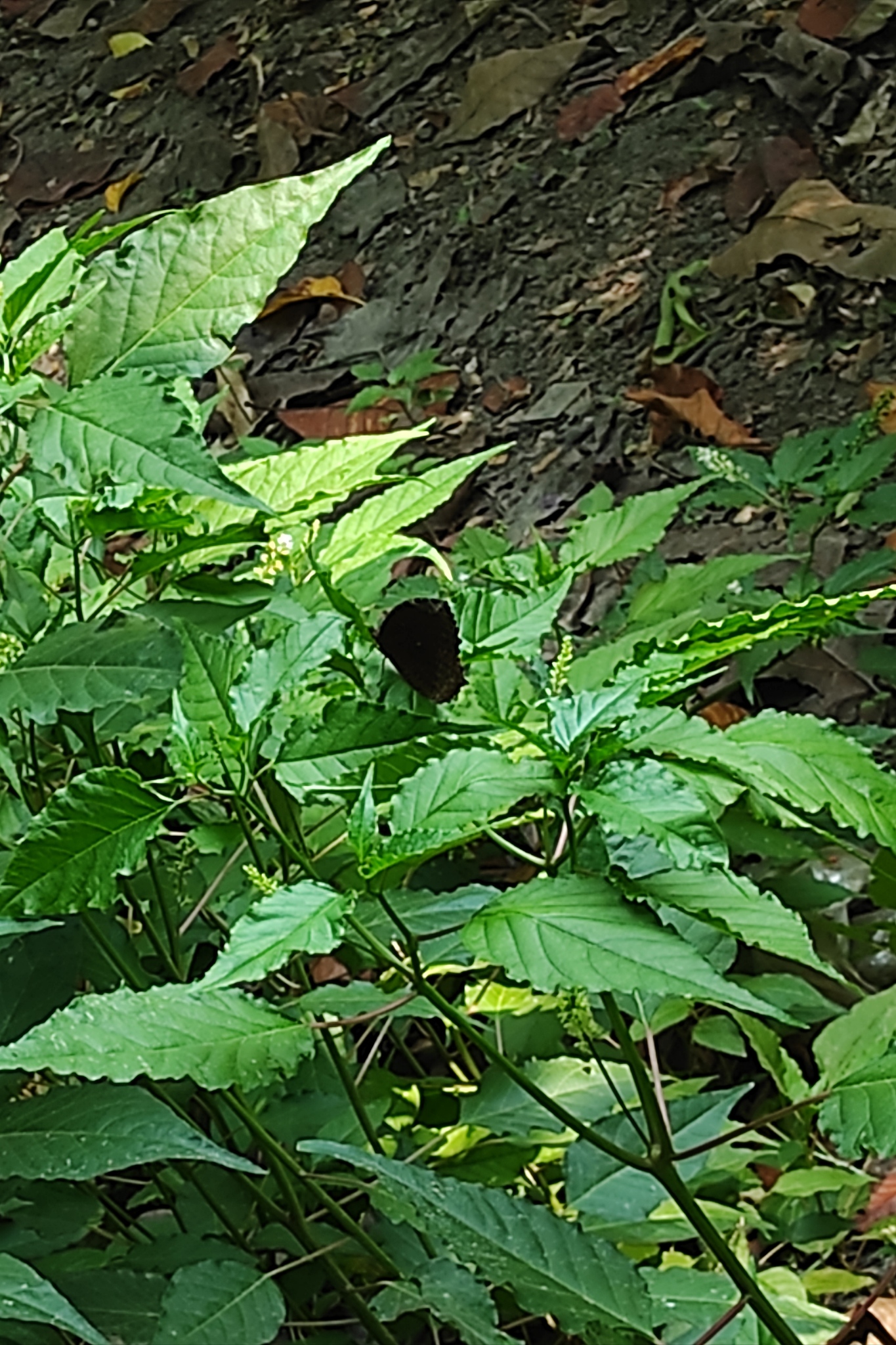 Common Palmfly