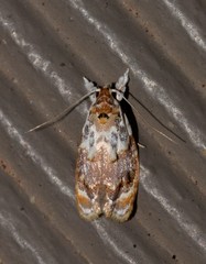 Piloprepes gelidella