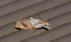 Piloprepes gelidella