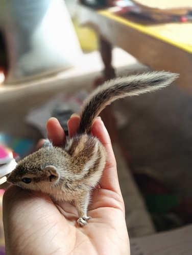Five-striped Palm Squirrel
