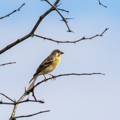 Crithagra citrinipectus