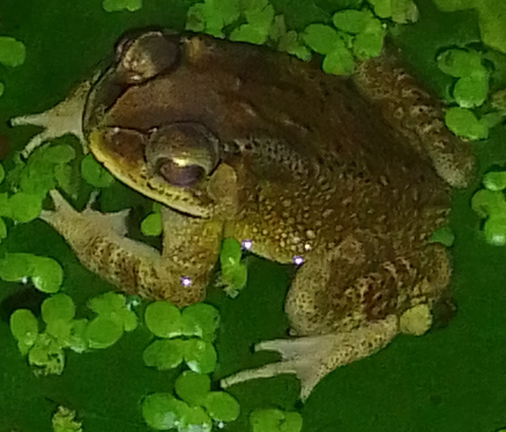 Indian Common True Toad