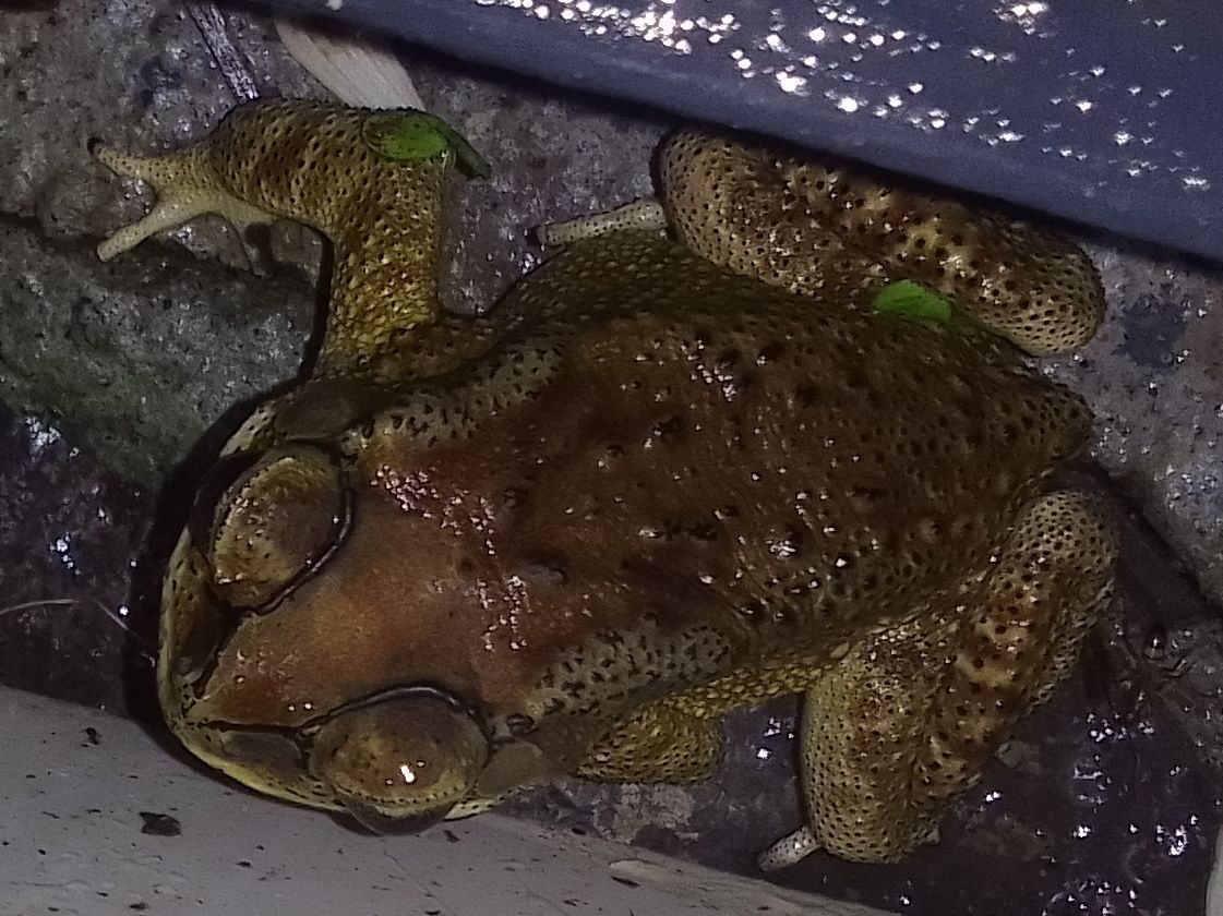 Indian Common True Toad