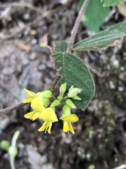 Rhynchosia volubilis