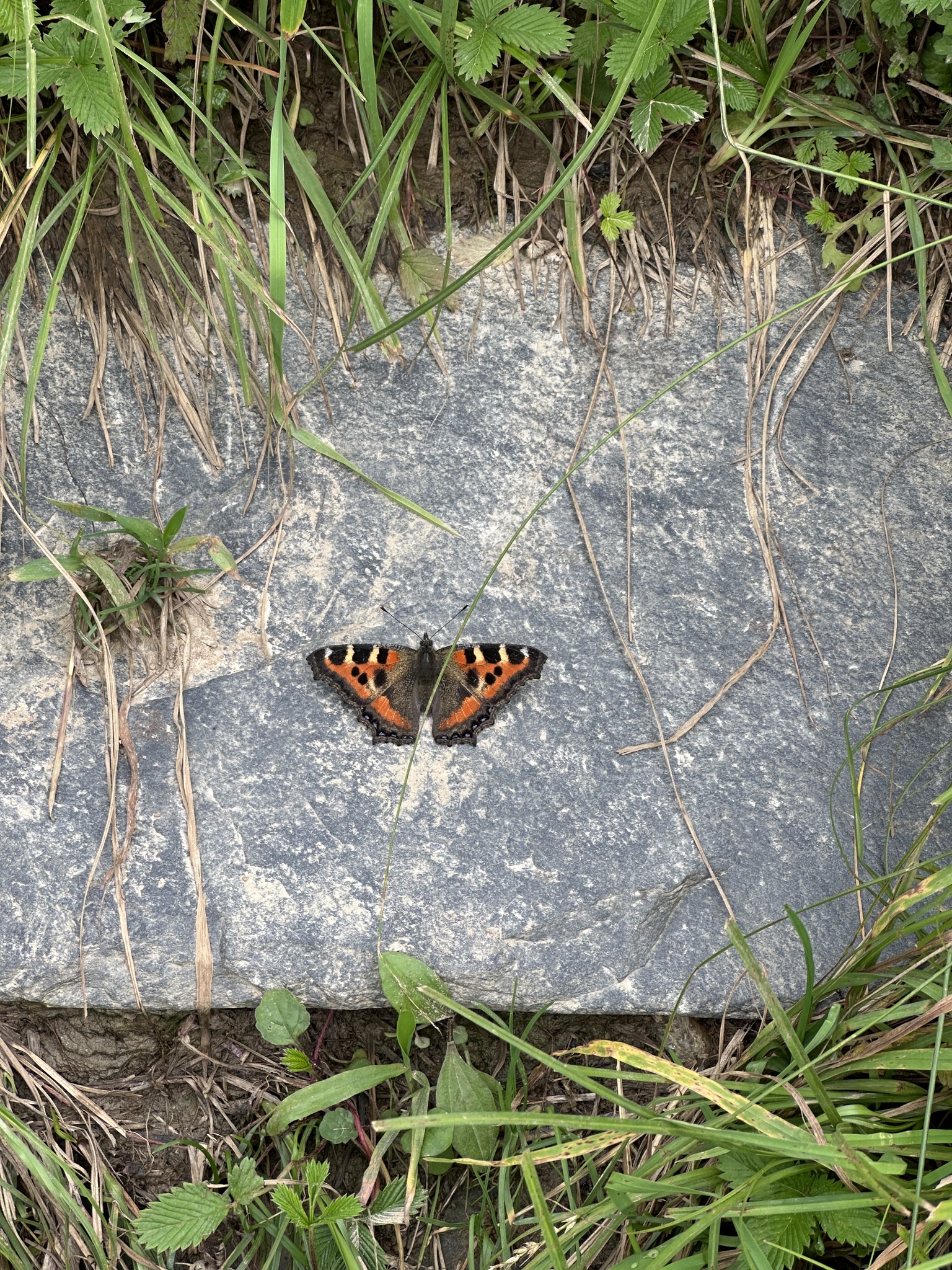 Indian Tortoiseshell