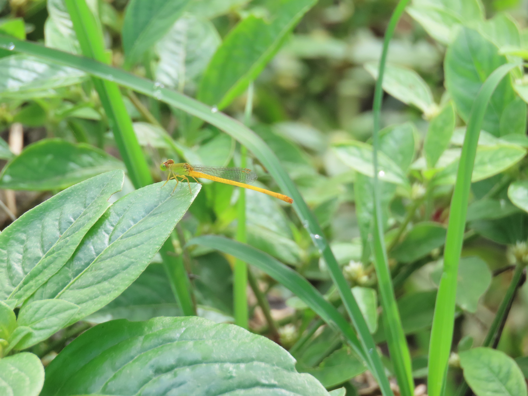 Coromandel Marsh Dart