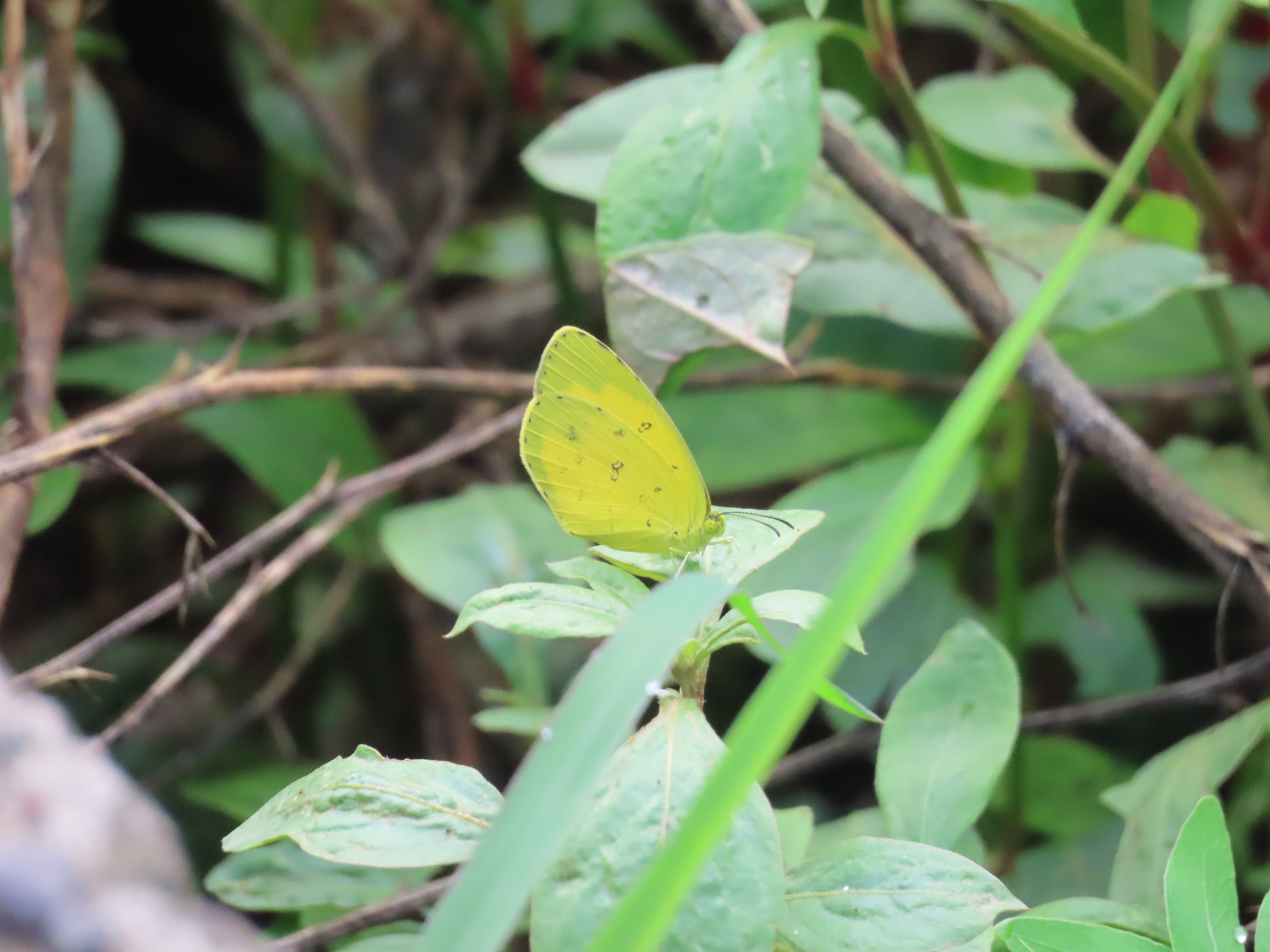 Common Grass Yellow
