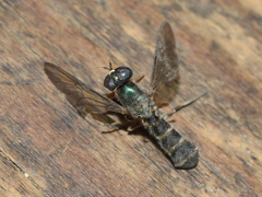 Merosargus