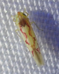 Zygina flammigera
