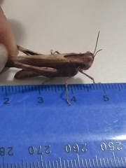 Acrididae