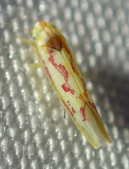 Zygina flammigera