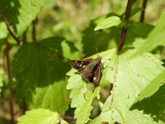 Paratrytone aphractoia