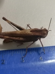 Acrididae