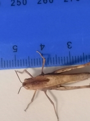 Acrididae