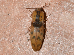 Conoderus nocturnus