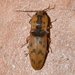 Monocrepidius nocturnus - Photo (c) Francisco Acosta, algunos derechos reservados (CC BY-NC), subido por Francisco Acosta