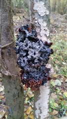 Phaeotremella foliacea