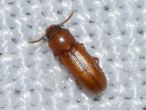 Gnatocerus maxillosus