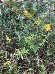 Solidago tortifolia
