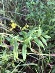 Solidago tortifolia