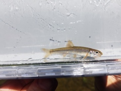 Notropis spectrunculus