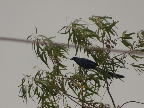 Long-tailed Glossy Starling