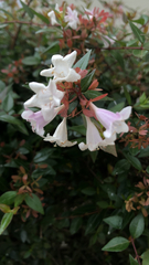 Abelia × grandiflora