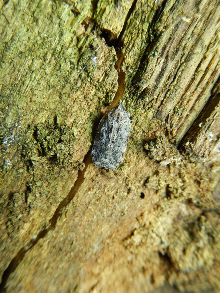 Cixidia skaloula