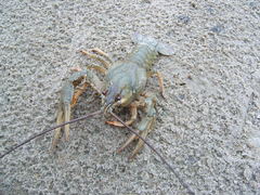 Pontastacus leptodactylus