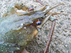 Pontastacus leptodactylus