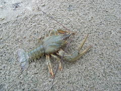 Pontastacus leptodactylus