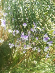 Psoralea fleta