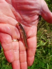 Notropis spectrunculus