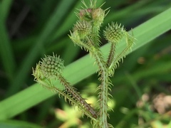 Mimosa hystricina