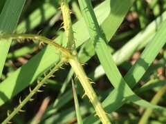 Mimosa hystricina