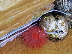 Actinia ebhayiensis
