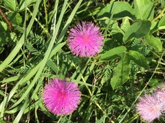 Mimosa hystricina