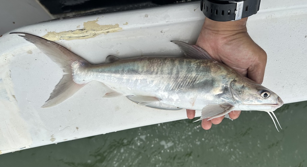 Bronze sea catfish (Netuma bilineata) — Ariidae