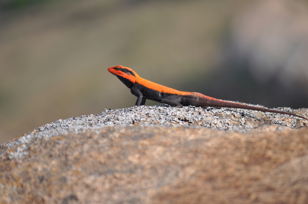 South Indian Rock Agama