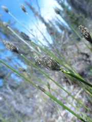 Eriophorum vaginatum vaginatum