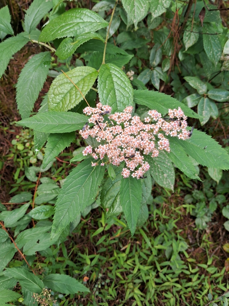 Spiraea micrantha