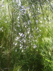 Psoralea fleta