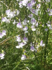 Psoralea fleta
