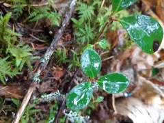 Gaultheria procumbens image