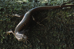 Yellow-Blotched Forest-Skink photo 3