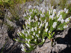 Spatalla mollis
