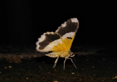 Pingasa ruginaria