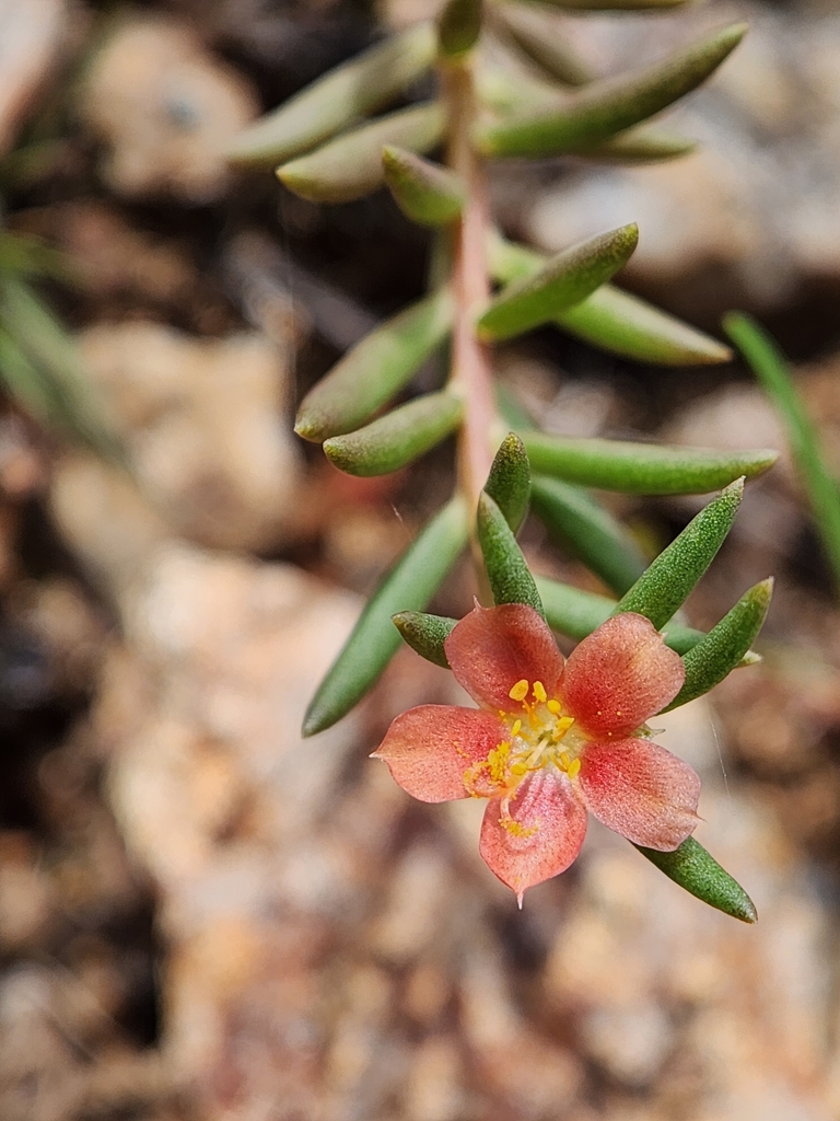 Shrubby purslane