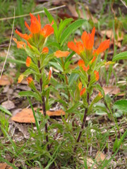 Castilleja glandulosa