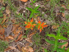 Castilleja glandulosa